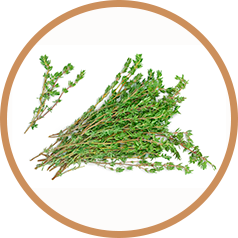 Scientific Proof Article on Thyme: Nutritional Support for Blood Pressure, Cholesterol, Mental Wellness, and Mood Enhancement