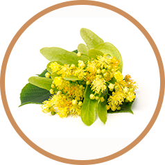 Scientific Proof Article Lindem Blossom - A Natural Remedy for Throat Irritation, Cough, Itchy Skin, and Nervous Conditions