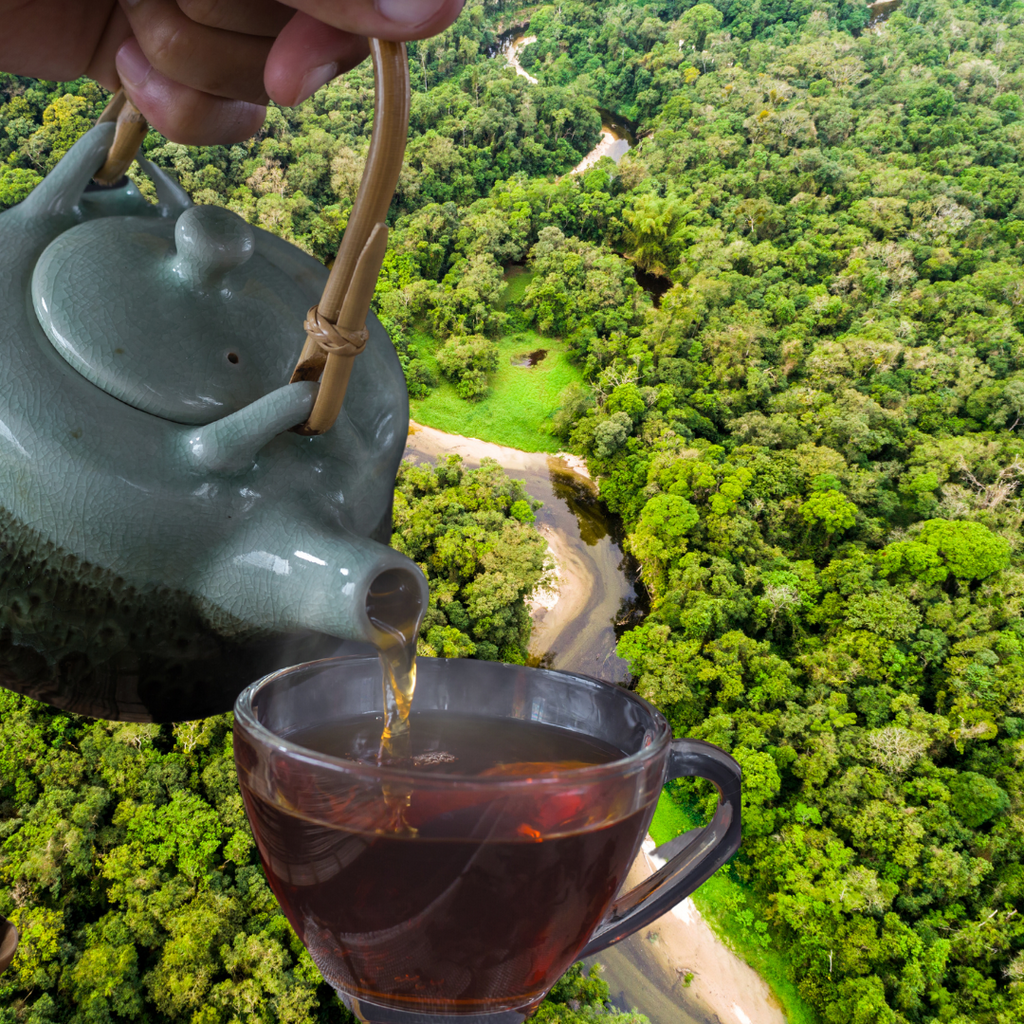 The Amazon Rainforest Medicinal Herbs