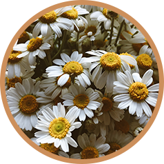 Scientific Proof Article: The Remarkable Health Benefits of Chamomile