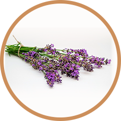 Scientific Proof of Lavender's Therapeutic Effects on Anxiety, Insomnia, Depression, Restlessness, and Digestive Issues