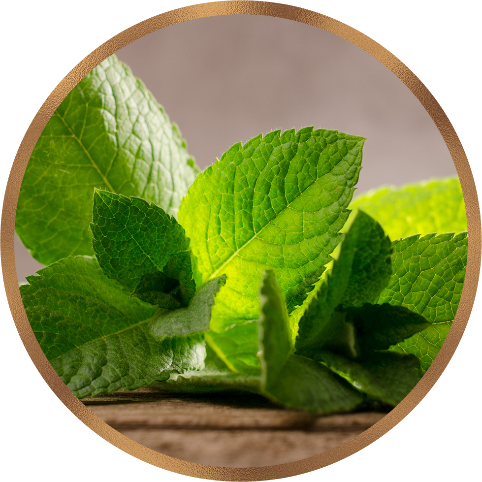 Scientific Evidence Supporting the Health Benefits of Peppermint: Relieving Tension, Aiding Digestion, Easing Sleepiness, and Boosting Energy Levels
