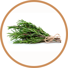 Scientific Proof Document on Rosemary: A Powerful Source of Antioxidants and Cognitive Benefits